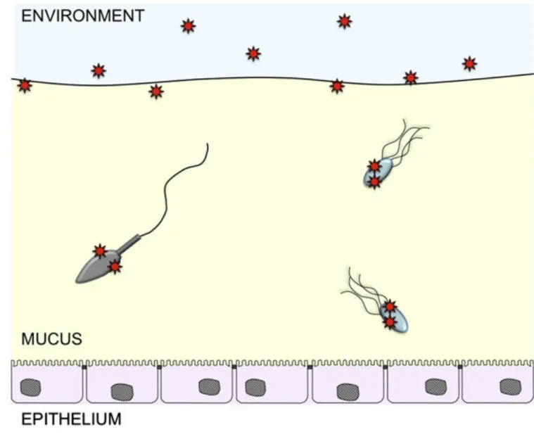 Figure 2. Viruses may exploit exogenous motility to penetrate mucus barriers