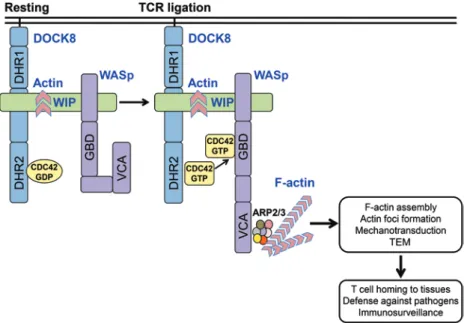 Figure 9. A DOCK8-WIP-WASp complex links the TCR  to the actin cytoskeleton reorganization