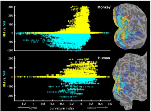 Figure 1. Representation of visual field meridians on folded and inflated cortex. The maps show the relative fMRI activation for horizontal versus vertical meridian