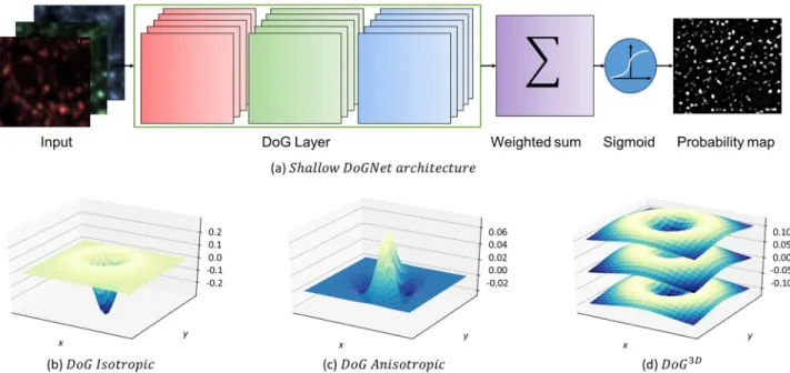 Fig 2. (a) The architecture of shallow DoGNet. The input image channels (for example synapsin, vGlut, and PSD95) are each processed by five trainable DoG filters