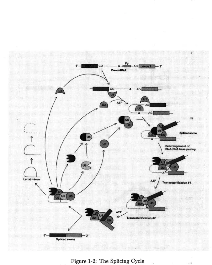 Figure  1-2:  The  Splicing  Cycle