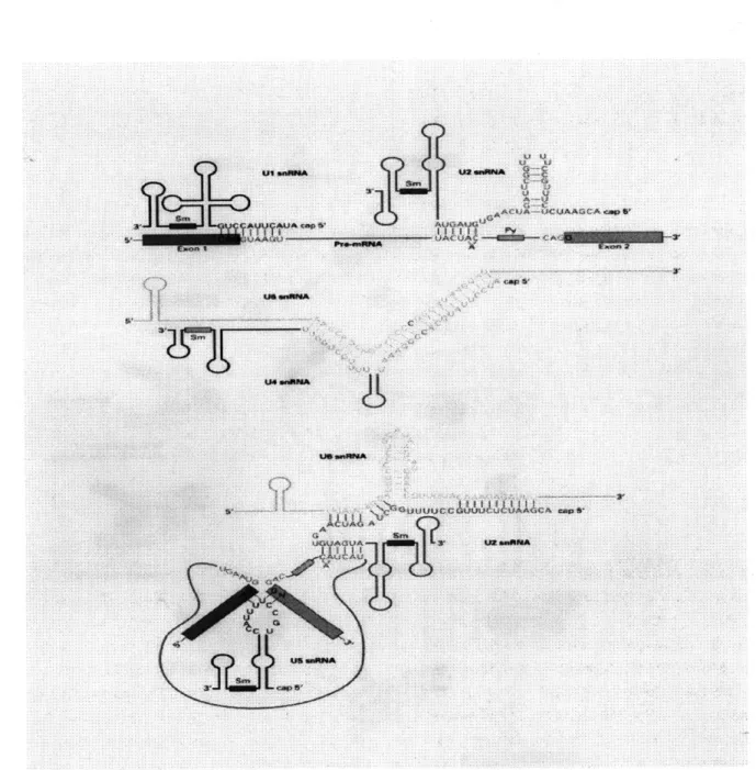Figure  1-3:  Some  of the  snRNPs  and  their  interactions
