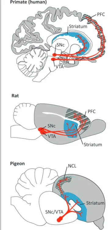 FIGURE 1 | Dopaminergic projections (in red) from the ventral tegmental area (VTA) and substantia nigra pars compacta (SNc) to the PFC/NCL and striatum in the brain of a primate (human), a rat, and a pigeon