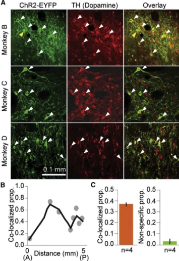 Figure 2. Viral Cocktail Injection into Monkey Midbrain Results in Robust and Highly Specific Expression of ChR2 in Dopamine Neurons