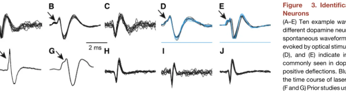 Figure 3. Identification of Dopamine Neurons