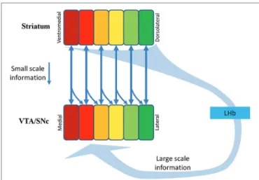 FIGURE 3 | Multiple-scale feedback inputs from the NPs in the striatum. DA neurons in the VTA/SNc receive small-scale feedback information from their target NPs (the vertical downward arrows), and large-scale feedback information via the striatum → GPb → L