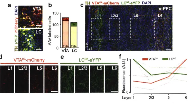 Figure 2.  Dopamine  terminals are  densest in  deep  layers  of the  prefrontal  cortex.