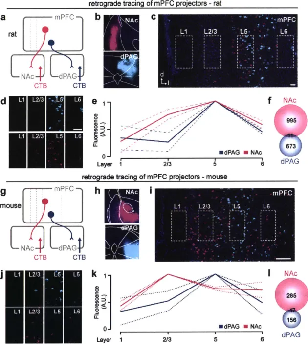 Figure 8.  mPFC-dPAG  and  mPFC-NAc  projector populations are  distinct.