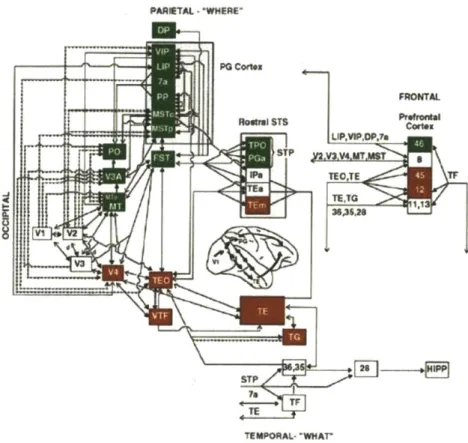 Figure  1-1:  Visual  processing in  monkeys.  Areas  in the dorsal  stream  are  shown  in  green, and areas in the ventral  stream are shown  in red