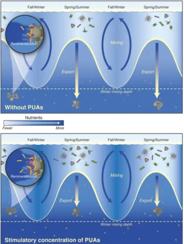 Fig. 5. Conceptualization of the impact of polyunsaturated aldehydes (PUAs) on seasonal organic carbon export from diatom blooms and subsequent remineralization of organic matter by particle-associated bacteria