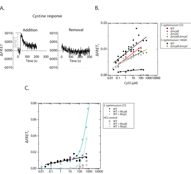 Fig 2. Repellent response to CySS of S . typhimurium LT2 and 14028 (A) Typical time series of addition (left) and removal (right) of CySS (100 μ M) in wild type (WT) S