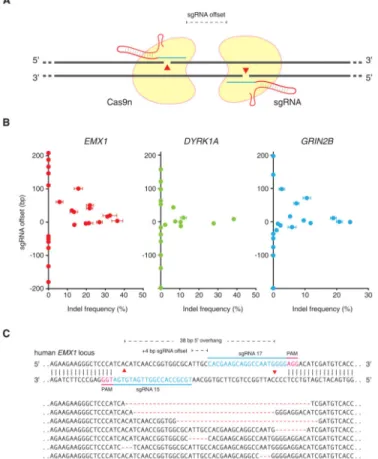 Figure 2. Double nicking facilitates efficient genome editing in human cells