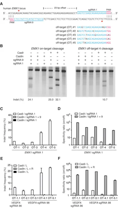Figure 3. Double nicking facilitates efficient genome editing in human cells