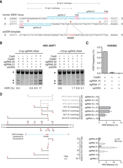 Figure 4. Double nicking allows insertion into the genome via HDR in human cells (A) Schematic illustrating HDR mediated via a single stranded oligodeoxynucleotide  (ssODN) template at a DSB created by a pair of Cas9n enzymes