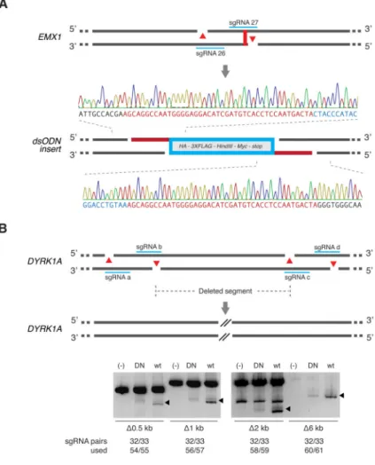 Figure 5. Multiplexed nicking facilitates non-HR mediated gene integration and genomic  deletions