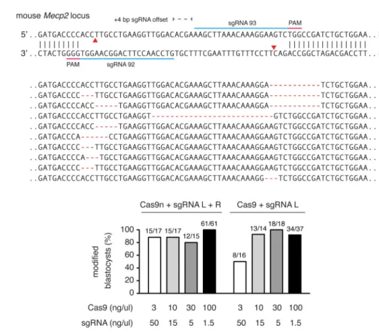 Figure 6. Cas9 double nicking mediates efficient indel formation in mouse embryos (A) Schematic illustrating Cas9 double nicking targeting at the mouse Mecp2 locus
