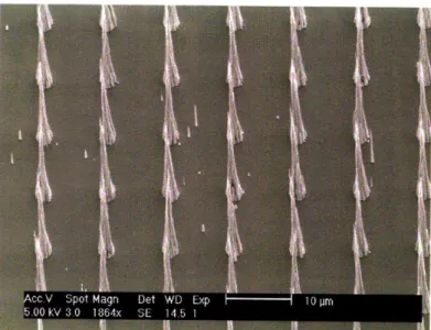 Figure 4-6.  CNFs  were grown at 750'C  for 30mins.  Ni catalyst size: 3ttm in diameter and 5nm  in thickness.