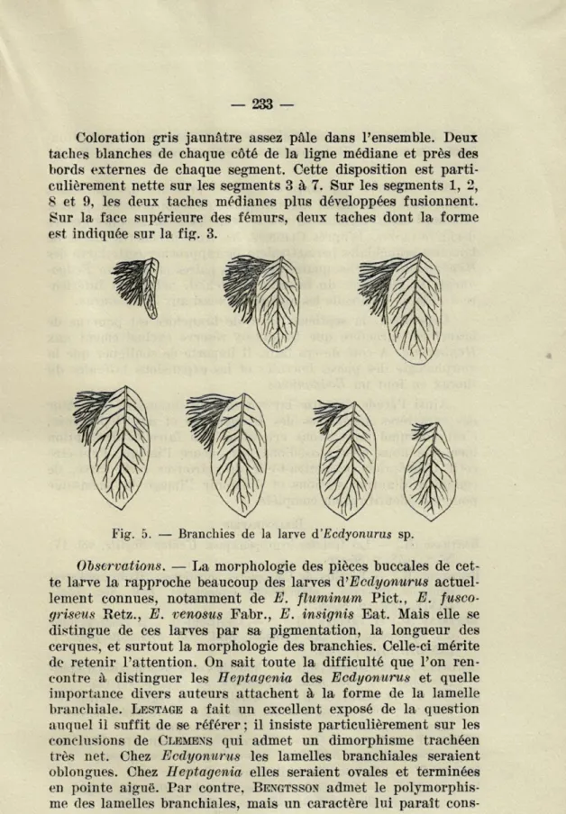 Fig.   5.   —  Branchies  de  la  larve  d'Ecdyonurus  sp. 