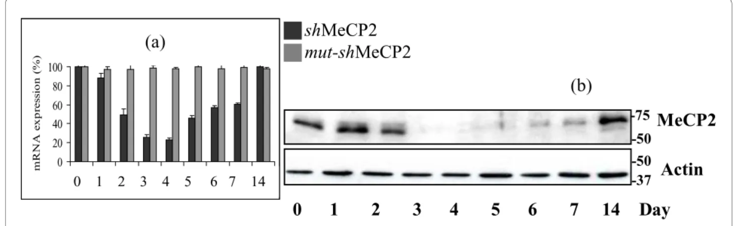 Figure 3 RNAi-mediated knockdown of MECP2. MECP2/MECP2 expression following RNAi-induced MeCP2 (e1 and e2) knockdown