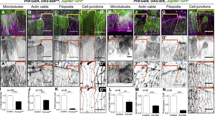 Figure 4.  Cytoskeletal components crucial for DC are also regulated by the JNK/DPP FFL