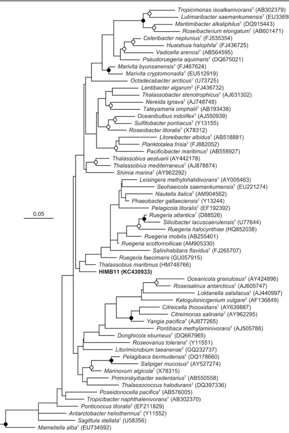 Figure 1.  Phylogenetic relationships between HIMB11 and bacterial strains belonging to the   Living Tree’ project SSU rRNA gene database [16] using the ARB software package [17]