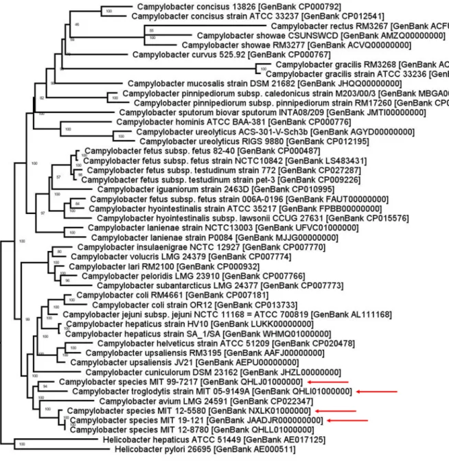 FIG 1 Pangenomic phylogenetic tree of representative genomes for each species in the Campylobacter genus