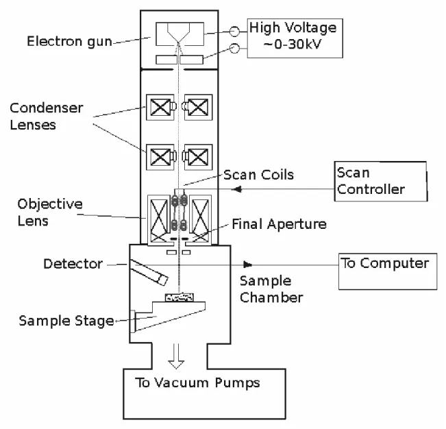 Figure 2-1: Diagram of a Scanning Electron Microscope. The three main segments are illustrated: the electron gun with electron source, the focusing column with electron optics, and the sample chamber with stage and detector.