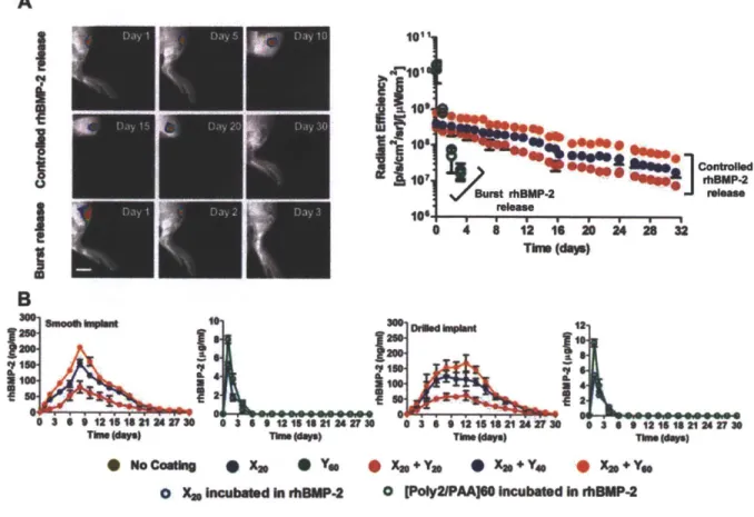 Figure  3.2. In  vivo evaluation  of rhBMP-2  release. rhBMP-2  was  loaded  into the  multilayers that coated  smooth and  drilled  PEEK  rods  and then  implanted  in the tibias of rats  (n =  41-45  per group)