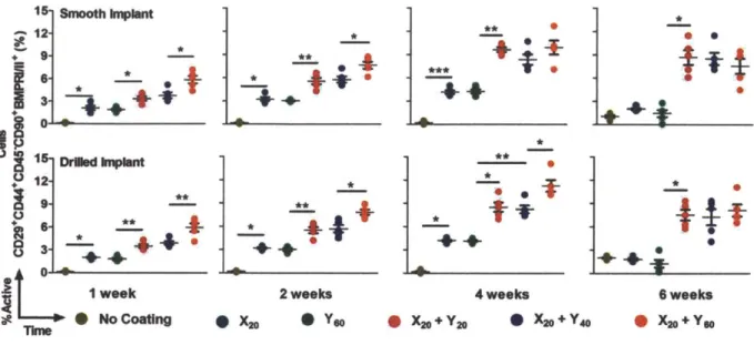 Figure  3.3.  Mesenchymal  stem  cells differentiate into osteoblasts. Five  color flow cytometry was  used to assess the percentage  of osteoblasts in cells  isolated from the tibia marrow  around