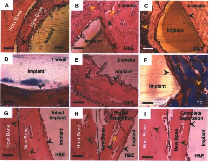 Figure  3.5.  Histology of implants with various coating formulations demonstrating  bone tissue morphogenesis  at the implant  interface