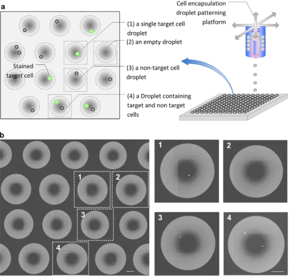 Figure 2. Patterned droplets. (a) Schematic droplet subarray showing four different cases of patterned droplets