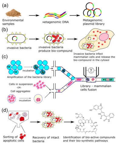 Figure 1. Overall strategy to mine natural resources for pro-apoptotic bioproducts. (a) Generation of  metagenomic libraries from environmental samples; (b) Delivery of bioproducts by invasive bacteria  into mammalian cells
