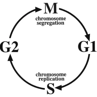 Figure  1-1.  The  canonical  cell  cycle