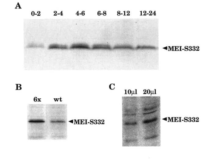 Figure 5-1.  MEI-S332  runs  as  a doublet  in gels, indicating post-translational modification.