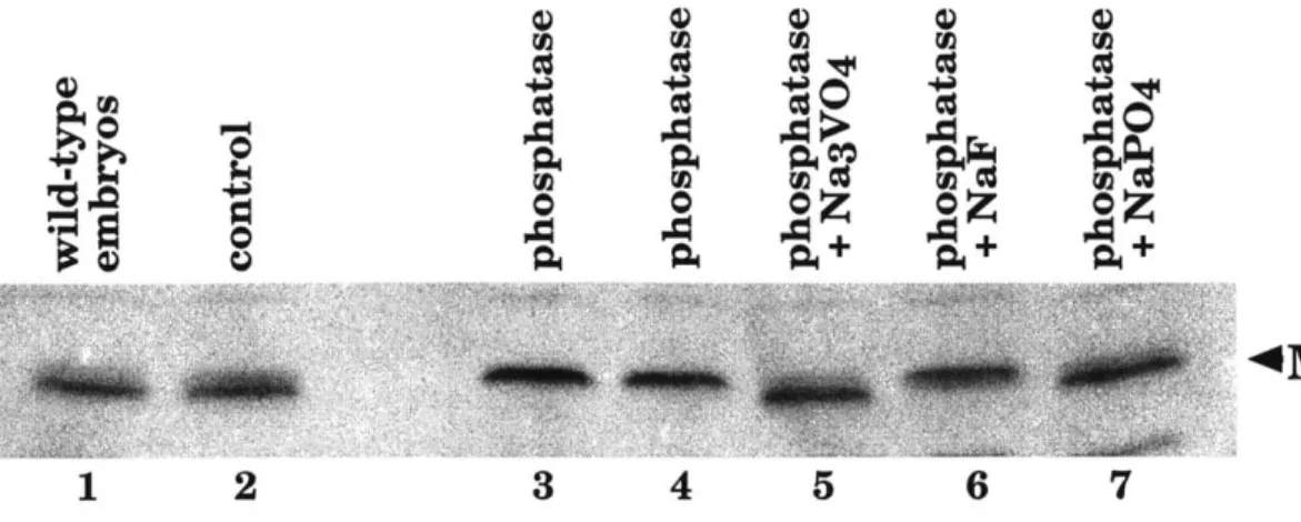 Figure 5-2.  Post-translational  modification  of MEI-S332  involved