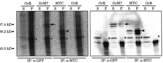 Figure 5-3.  MEI-S332  can be phosphorylated  in vitro.