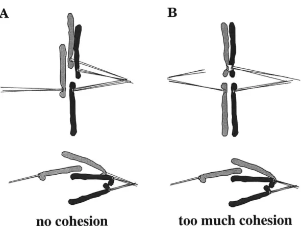 Figure 1-4.  Improper  cohesion leads  to  aneuploidy.