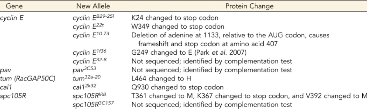 Figure 3 Neuroblast fate changes in Cyclin E mutants.