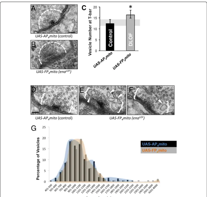 Fig. 6 Ena is required to regulate clustering of synaptic vesicles, but not average vesicle size at the T-bar