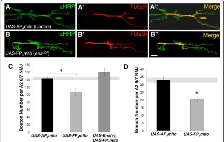 Fig. 1 Presynaptic Ena expression is required to promote neuromuscular junction development