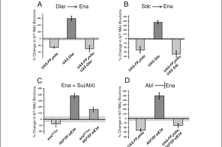 Fig. 2 Ena is epistatic to Lar, Sdc, and Abl in NMJ growth. Gain of function (GOF) of the RPTP, Dlar (a), and associated HSPG ligand, Sdc (b), fail to rescue the bouton loss phenotype of UAS-FP 4 mito ( ena LOF ) flies when combined (DBL)