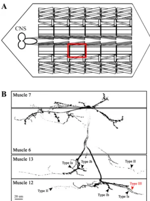 Fig. 2. Arrangements of larval neuromuscular junctions (NMJs) formed  in ventral longitudinal body-wall musculature
