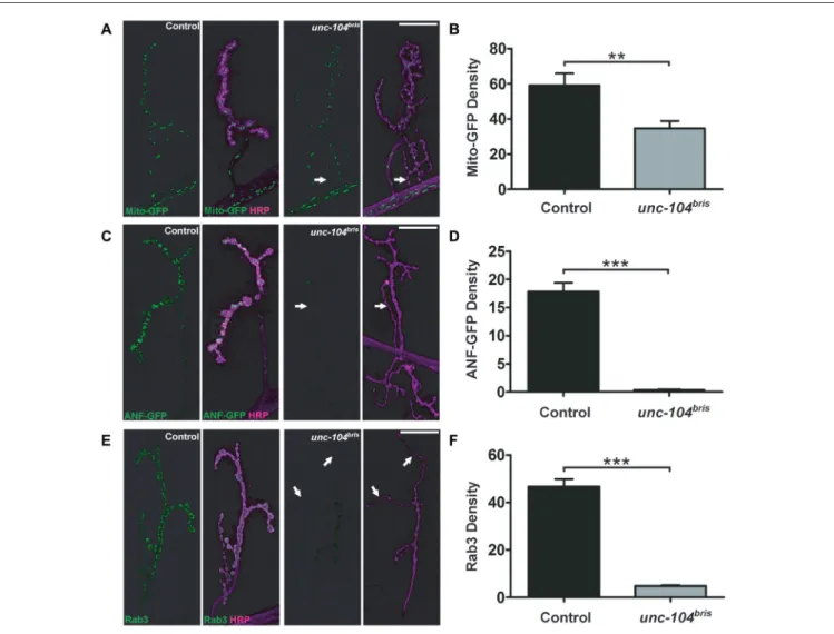 FIGURE 5 | Synaptic abundance of different cargoes at the NMJ of unc-104 bris mutants