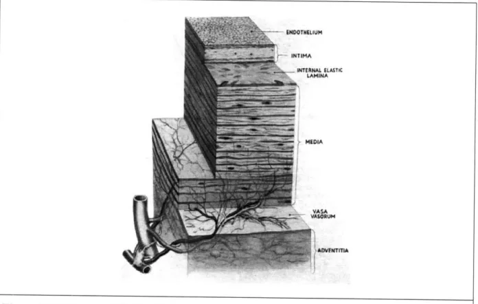 Figure  1  A Diagram of the Wall of Human  Aorta