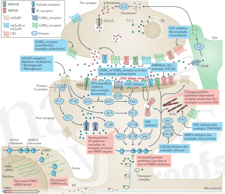 Figure 1 | Drug targets in fragile X syndrome under investigation. Glutamate  activates a range of ionotropic and metabotropic receptors, including  metabotropic glutamate receptor 5 (mGluR5)