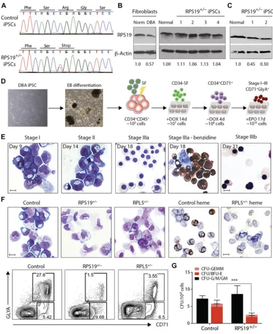 Fig. 1. DBA iPSCs phenocopy erythroid defects in vitro