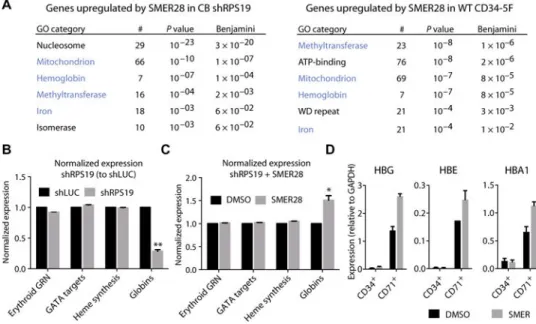 Fig. 6. SMER28 induces globin expression