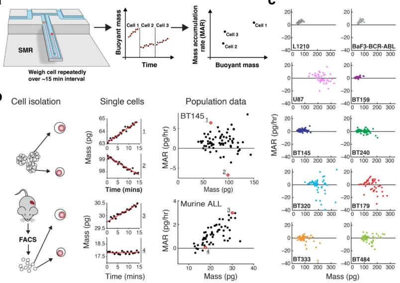 Figure 1: Mass accumulation rate (MAR) measurements characterize single-cell heterogeneity in growth across  GBM-PDCLs and conventional cell lines