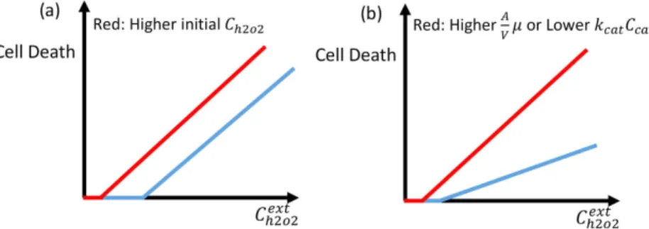 Figure 2. (a) Cell death as a function of the concentration of external H 2 O 2  in human Burkitt’s lymphoma cells  (blue squares), normal lymphocytes (red circles) pro-drug 3 