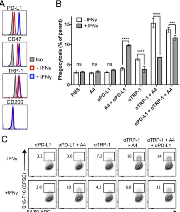 Fig. 3. IFN- γ exposure inhibits antitumor antibody-dependent macrophage phagocytosis of B16F10 in vitro that can be rescued by combination PD-L1 and CD47 blockade